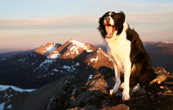 Картинка радость, горы, настроение, собака, Бордер-колли