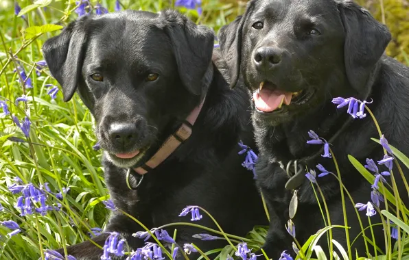 Картинка собаки, цветы, колокольчики, парочка, Лабрадор-ретривер