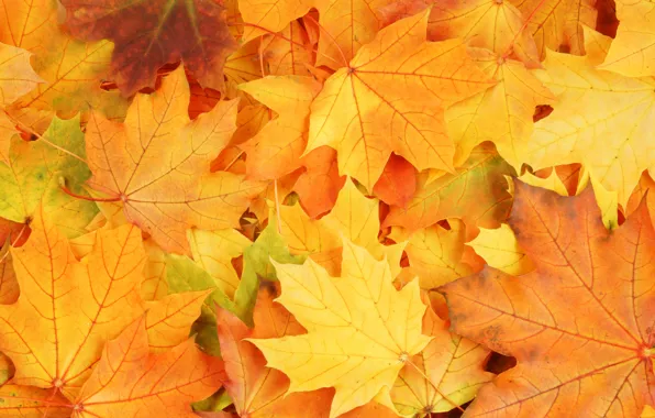 Картинка осень, листья, яркие краски, увядание