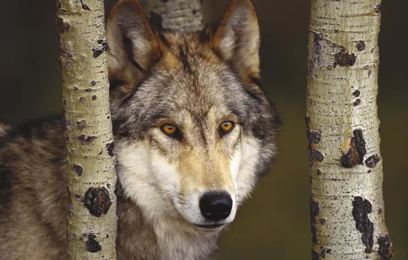 Картинка лес, волк, хищник