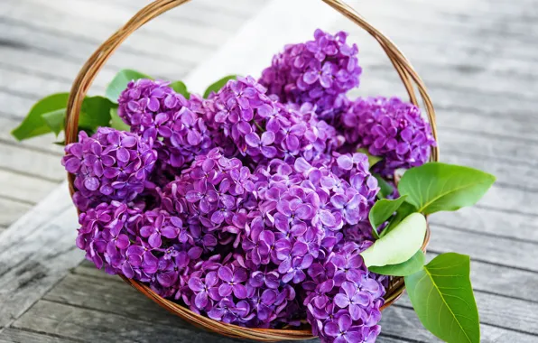 Картинка flowers, сирень, spring, purple, basket, lilac