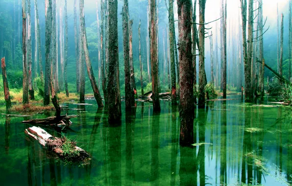 Картинка лес, вода, деревья, природа, стволы, болото, сухие