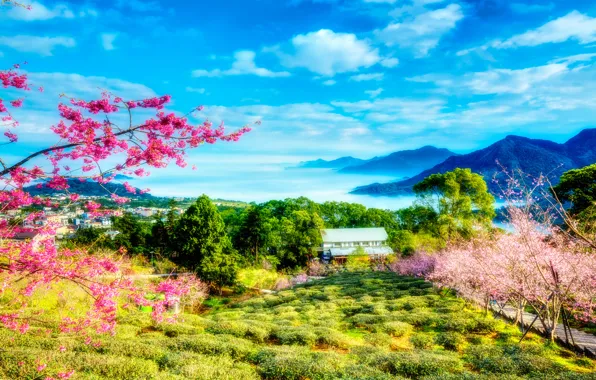Картинка зелень, небо, облака, деревья, пейзаж, цветы, горы, весна, сакура, Китай, Тайвань