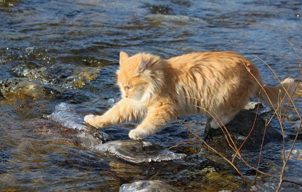 Картинка кот, вода, камни, рыжий, бесстрашный, исследователь