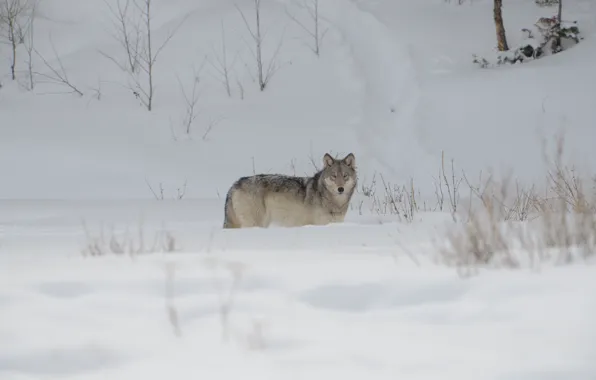 Картинка winter, snow, wolf