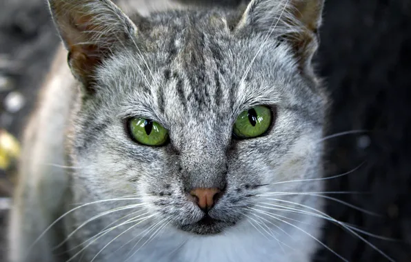 Картинка кошка, глаза, зеленые, серая