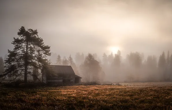 Картинка поле, туман, дом