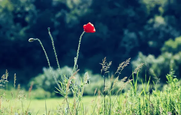 Картинка цветок, лето, трава, красный, природа, мак, фокус