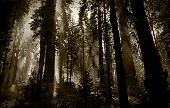 Картинка лес, деревья, темно