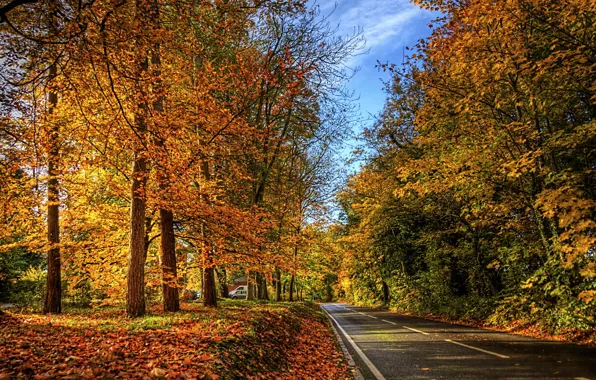 Картинка дорога, осень, листья, природа, фото