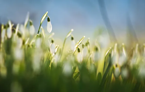 Картинка трава, макро, цветы, фон, голубой, весна, размытость, белые, Подснежники, галантусы