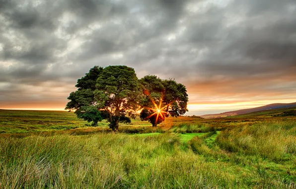 Картинка поле, лето, солнце, лучи, деревья, закат, Ирландия, два