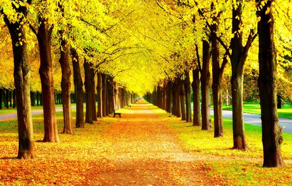 Картинка осень, трава, листья, деревья, скамейка, природа, парк, colors, hdr, grass, прогулка, road, trees, nature, park, …