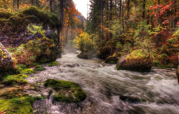 Картинка осень, лес, деревья, река, камни, мох, поток