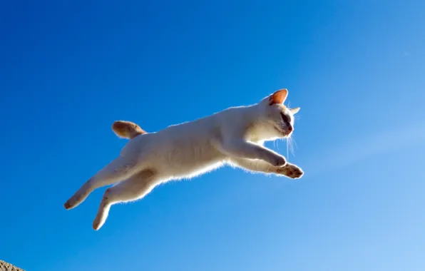 Картинка кошка, кот, прыжок, полёт