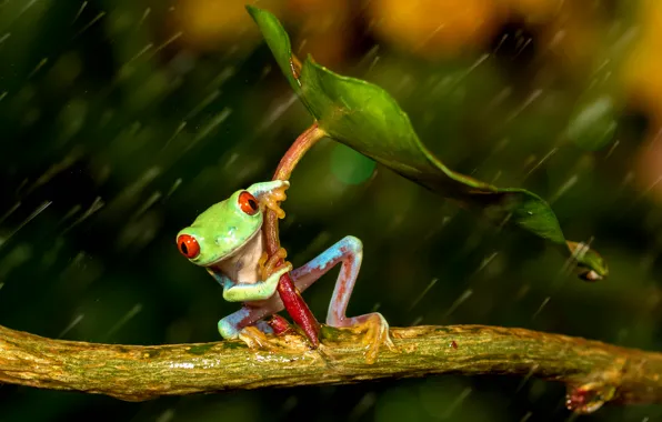 Картинка лист, дождь, лягушка, лапки, зонт, зеленая, rain, разноцветная, umbrella, frog, red eyes, beauty, orange, оранжевые …