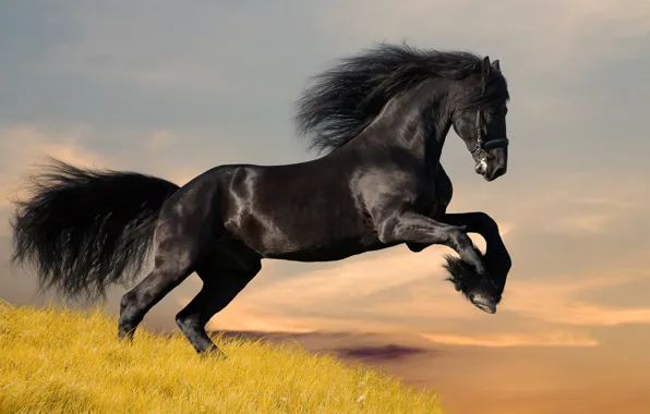 Картинка черный, Лошадь, мустанг