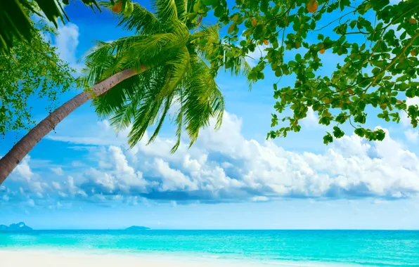 Картинка море, пляж, небо, облака, пейзаж, природа, пальмы, берег, beach, sky, sea, landscape, nature, clouds, tree, …