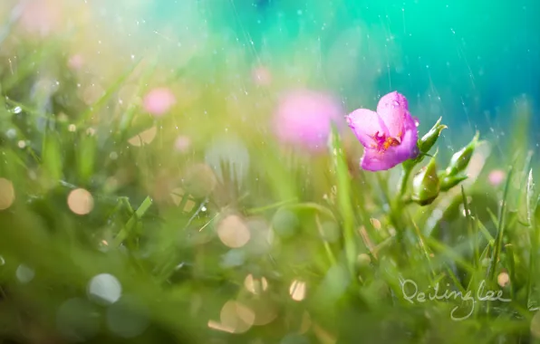 Картинка цветок, трава, капли, дождь, боке