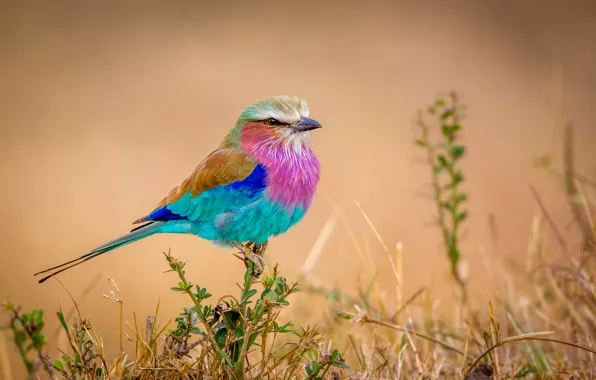 Картинка птичка, разноцветная, Flying rainbow