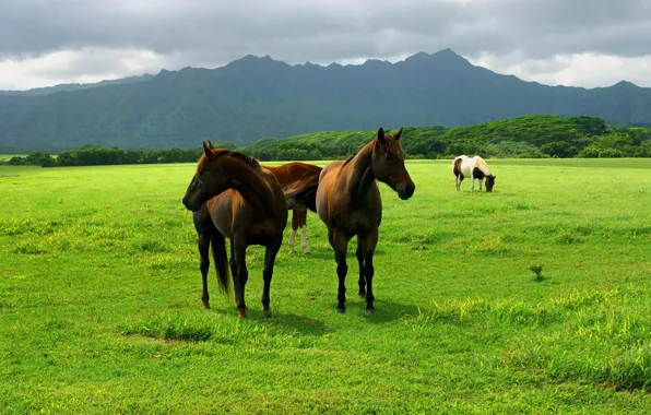 Картинка поле, животные, небо, трава, земля, кони, лошади, пастбище, луг, animals
