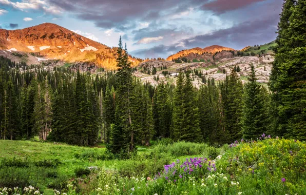 Картинка лес, облака, деревья, цветы, горы, природа, скалы, поляна, Юта, США, Utah, Albion Basin