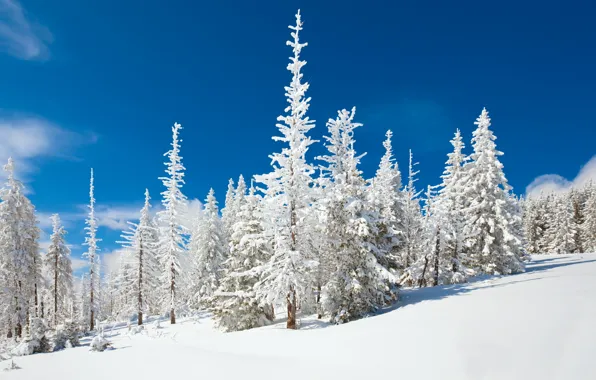 Картинка зима, лес, снег, Природа