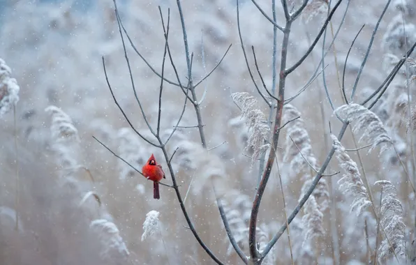 Картинка red, bird, winter, freeze, wildlife, cardinal, frost, snowing