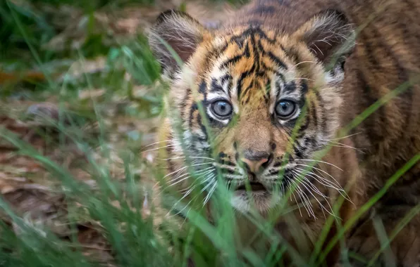 Картинка трава, взгляд, Тигр, малыш, мордочка, детёныш, охотник, тигрёнок, суматранский