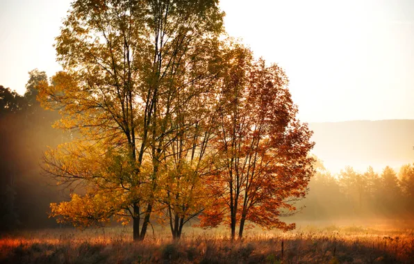 Картинка поле, осень, лес, листья, деревья, природа, утро, желтые, оранжевые