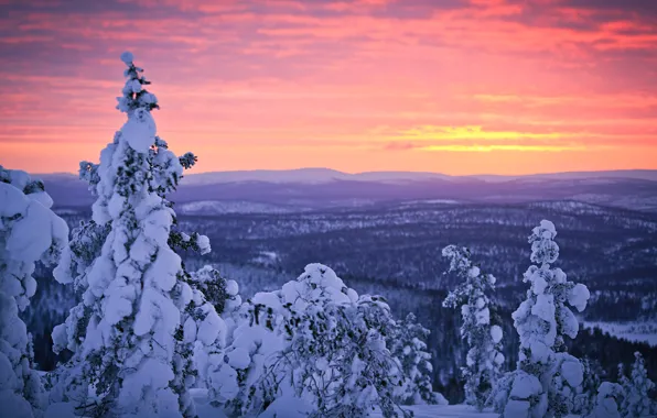 Картинка зима, лес, небо, снег, закат, Финляндия, Лапландия, январь, Sampsa Wesslin рhotography