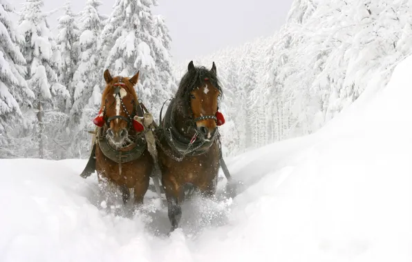 Картинка зима, снег, деревья, лошади, сугробы, сани, красивые, глубокие, Winter sledge