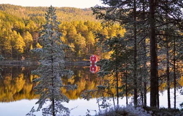 Картинка осень, лес, деревья, отражение, река, берег, Норвегия, домик, forest, хвоя, autumn, Norway