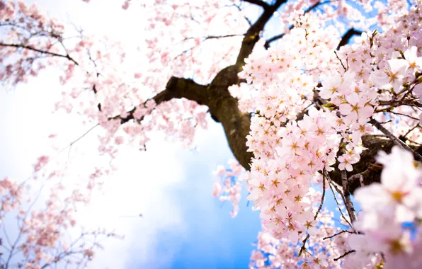 Картинка небо, цветы, ветки, весна, сакура