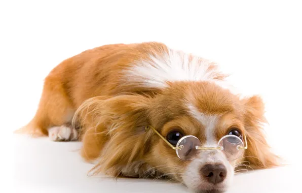 Картинка собака, очки, белый фон, рыжая