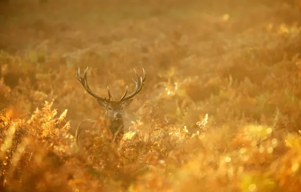 Картинка осень, лес, природа, золото, олень, утро, red, forest, nature, animal, deer, wild, Emi, stag