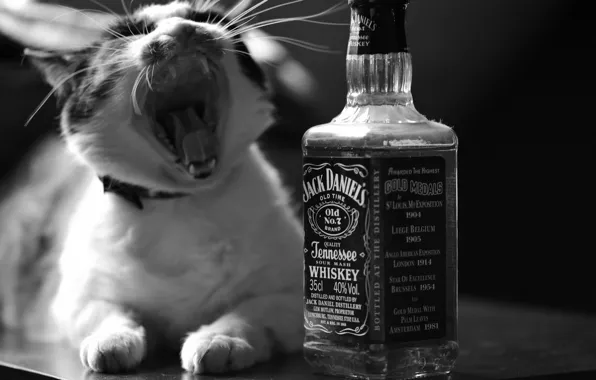 Картинка кошка, кот, бутылка, черно-белая, виски, шумел камыш!, Jack Daniel's