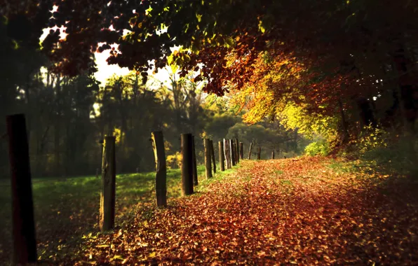 Картинка дорога, осень, листья, природа, столбы, листва, дороги, аллея, тропинка, тропинки, аллеи, столбики