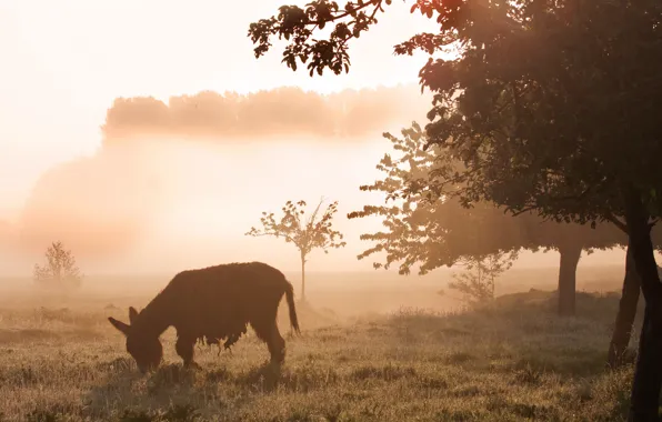 Картинка поле, природа, туман, утро, ослик