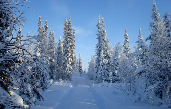 Картинка зима, дорога, лес, небо, снег, деревья