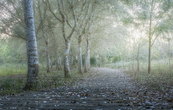 Картинка дорога, осень, деревья, туман, парк, утро