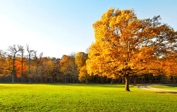 Картинка осень, листья, деревья, парк, landscape, nature, park, autumn, leaves, tree