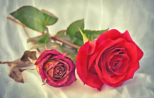 Картинка макро, розы, засохшая роза