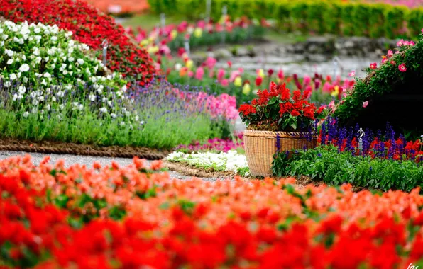 Картинка цветы, парк, яркие, сад, горшок, цветение, много, сальвия, кашпо