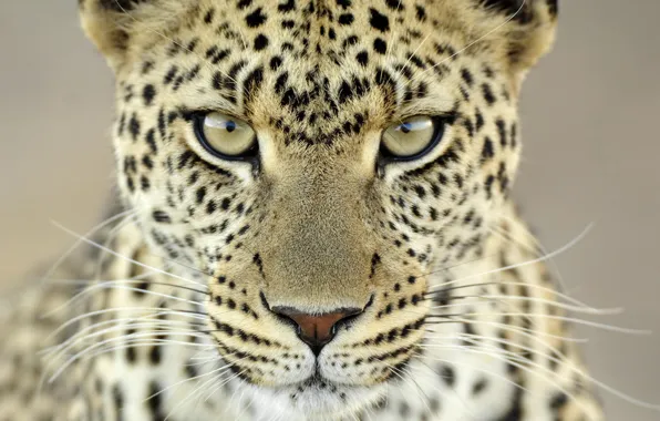 Картинка усы, взгляд, 153, пятна, леопард