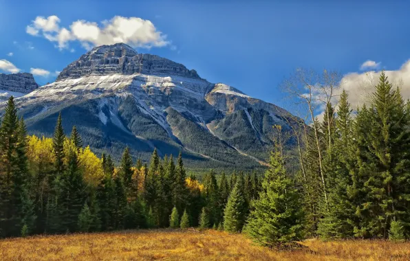 Картинка лес, деревья, Канада, Альберта, Banff National Park, Alberta, Canada, Скалистые горы, Банф, Bow Valley, Canadian …