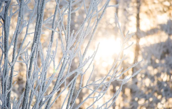 Картинка зима, лес, свет, снег, деревья, ветки, природа, Солнце, красота, Morgendorffer