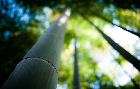 Картинка природа, дерево, фокус, бамбук, ствол, bamboo