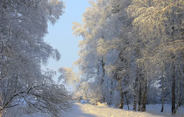 Картинка зима, солнце, снег, деревья, природа, фото
