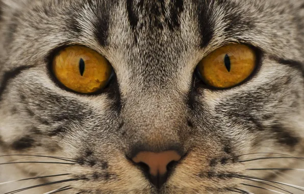 Картинка кошка, глаза, кот, взгляд, морда, нос